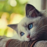 Ảnh đại diện của một người dùng khác